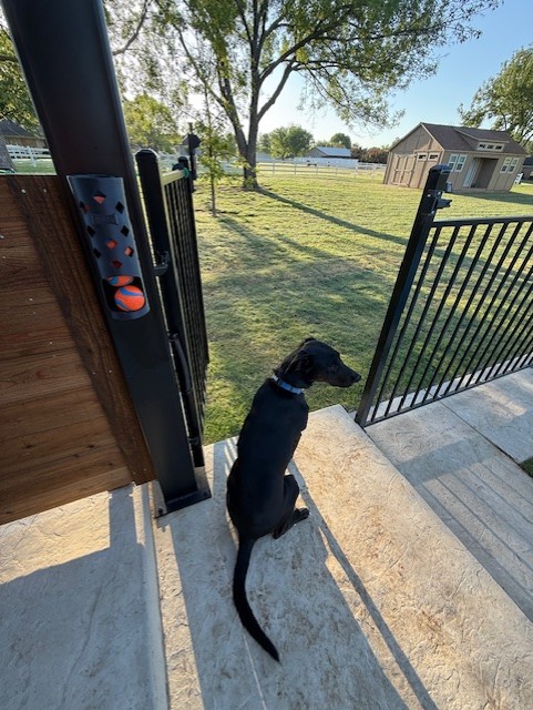Mickey's dog with BallBar